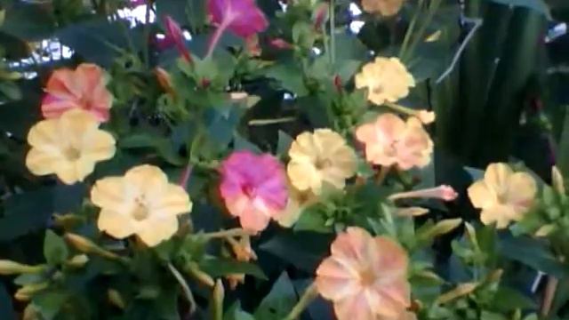 4O'Clocks at Paige Gardens смотреть онлайн