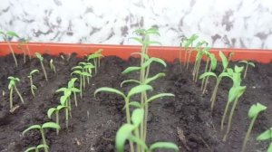 ПЕРВЫЙ ПОЛИВ РАССАДЫ ТОМАТОВ. Ольга Чернова.