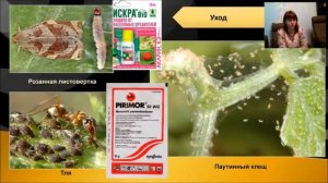 Спирея в саду - полная информация