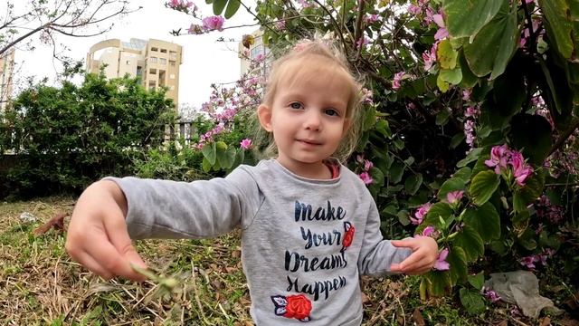 Цветаночка и орхидейное дерево (баухиния) смотреть онлайн