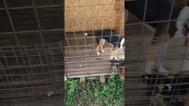 Собачий приют в Курской области смотреть онлайн