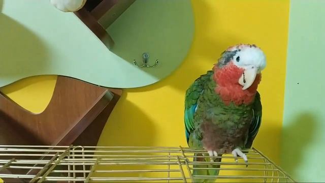 Кубинский Амазон В Эфире смотреть онлайн