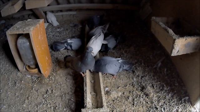 Можно ли держать одного голубя? Отвечаю на Ваш вопрос и задаю Вам встречный вопрос. Домашние голуби смотреть онлайн