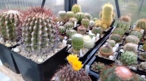 Опрыскивание кактусов от клеща и мучнистого червеца.Cacteen