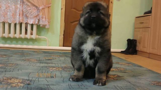 Кавказская овчарка "Золото Кавказа" смотреть онлайн