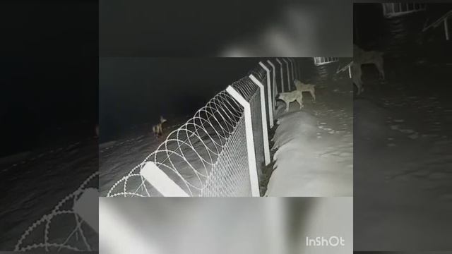 Волки пришли в ферму. смотреть онлайн