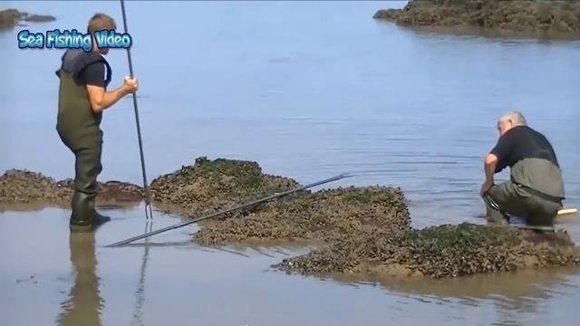 Amazing Giant Eel Fishing Skill On The Sea - Fastest Catching & Processing Eel Fish
