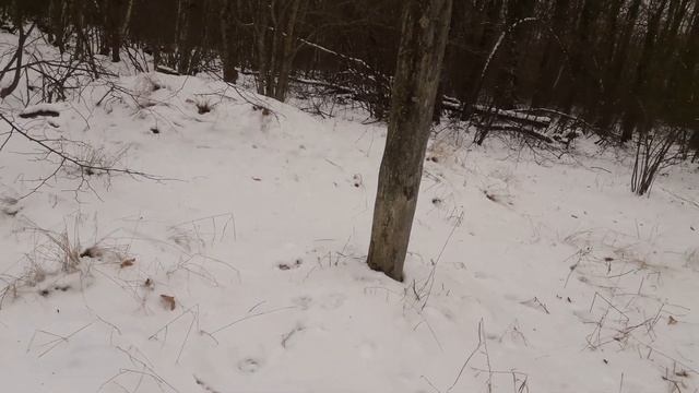 охота на лису. смотреть онлайн