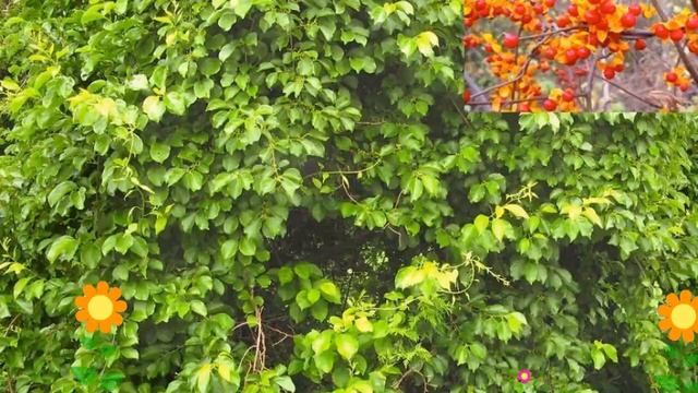 Древогубец круглолистный Диана (Diana). Краткий обзор, описание характеристик, где купить саженцы смотреть онлайн