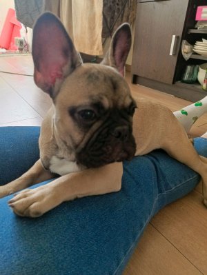 французский бульдог Перс