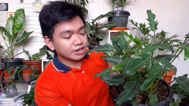 TOP 12 EASY INDOOR PLANTS TO GROW, CARE TIPS and Suppliers Vlog 33 by marckevinstyle смотреть онлайн