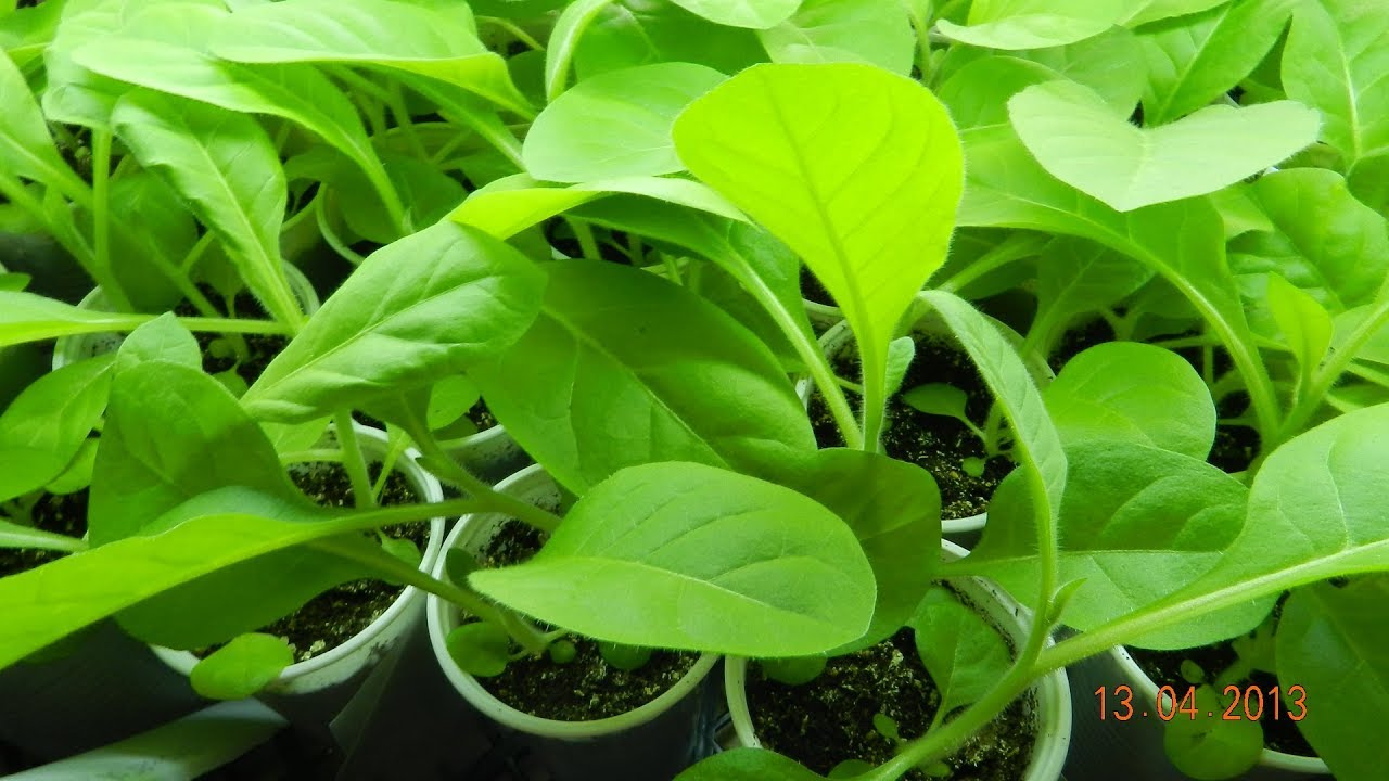 Когда сеять табак на рассаду смотреть онлайн