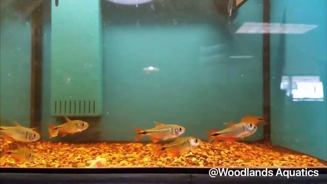 Buenos Aires Tetra Fish Care смотреть онлайн