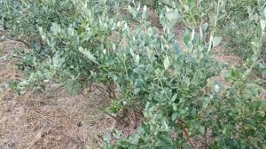 Вырастить голубику без торфа, это реально! Как выглядит голубика на нашем поле #голубикапосадка