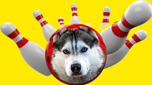 ХАСКИ ИГРАЕТ В БОУЛИНГ | ТАЙНЫЙ ПОДВАЛ (Хаски Бандит) Говорящая собака