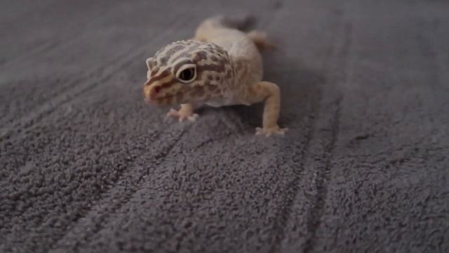 КОРМЛЕНИЕ ЭУБЛЕФАРА | ЧЕМ КОРМИТЬ ЭУБЛЕФАРА? | Aoi Inko смотреть онлайн