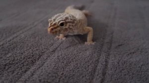 КОРМЛЕНИЕ ЭУБЛЕФАРА | ЧЕМ КОРМИТЬ ЭУБЛЕФАРА? | Aoi Inko