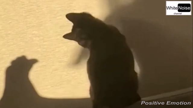 Как наиграть котейку / Игра с забавным котенком / Игривый котик / Playing with a kitten / Happykitt смотреть онлайн