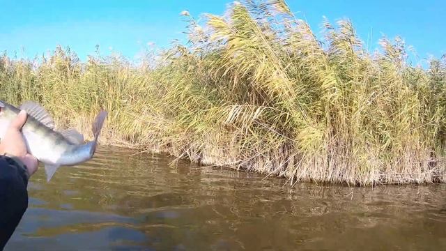 Ловля Судака осенью на степной реке. Рыбалка на джиг. смотреть онлайн