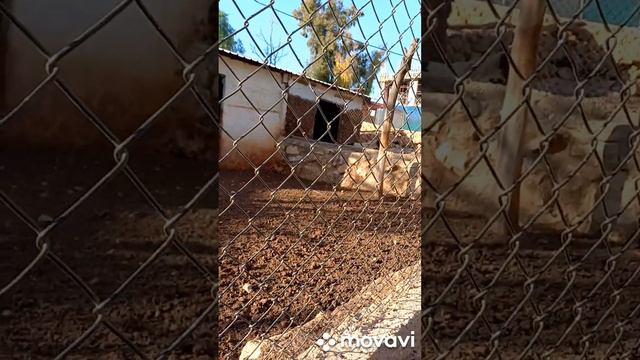 Зоопарк. Выставка смотреть онлайн