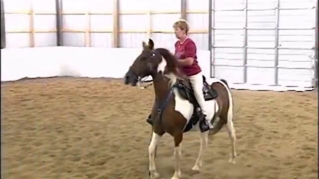 Locking Stifle Syndrome in the Gaited Horse смотреть онлайн