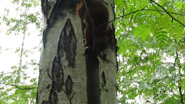 Белка сушит гриб на зиму / Squirrel dried the mushroom смотреть онлайн