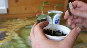 Как привить арбуз на тыкву лагенарию