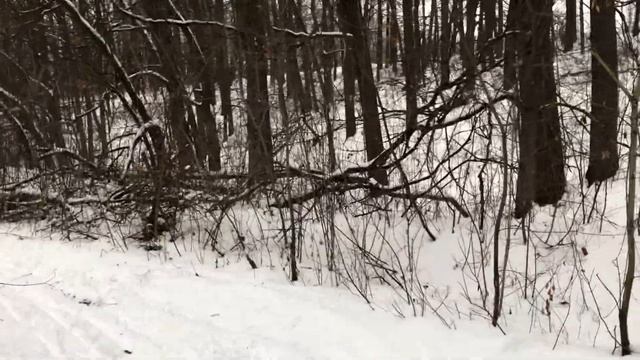 Лыжная прогулка в место, под названием «3 сосны»! смотреть онлайн