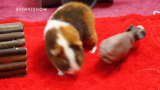 ЗНАКОМСТВО МОРСКИХ СВИНОК: Валик Понравился Не Всем... / SvinkiShow смотреть онлайн