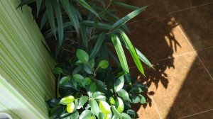 Обзор моей коллекции фикусов (Часть 2). Теплый душ для фикусов