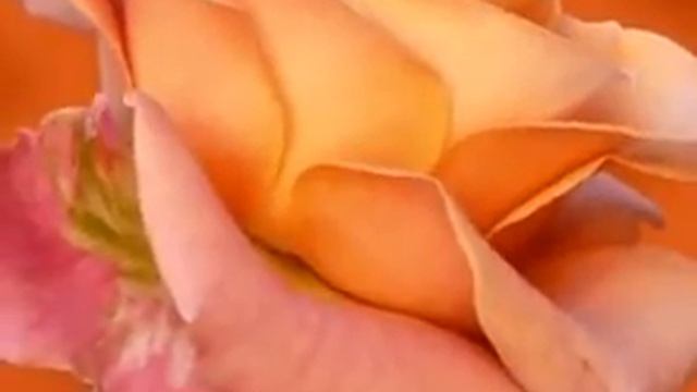 День Святого Валентина смотреть онлайн