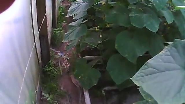 болезни огурцов и их лечение ложная мучнистая роса смотреть онлайн