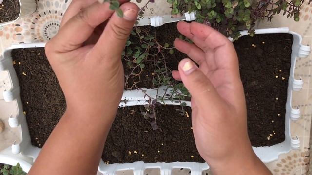 PROPAGATING CALLISIA REPENS BIANCA'S GREEN LEAVES | LET'S SEE IF IT WILL PRODUCE PINK LEAVES | Ep.1 смотреть онлайн