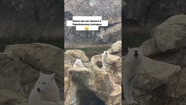 VID-20231108-WA0011.mp4 смотреть онлайн