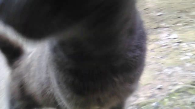 Ласковая (РУССКАЯ ГОЛУБАЯ) кошечка, бедные коты и кошки и добрые кошатники смотреть онлайн