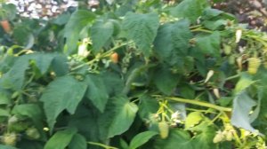 Оранжевое чудо малина обзор урожая 2021