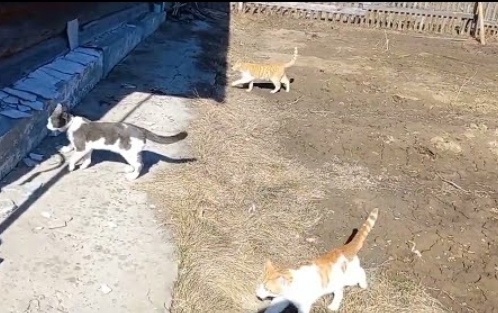 Пришла_весна._Дела_на_участке..mp4