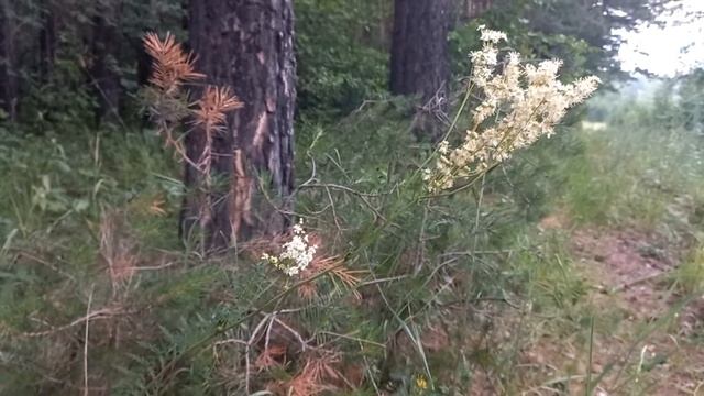 Таволга или Лабазник полезные свойства Лекарственная трава смотреть онлайн