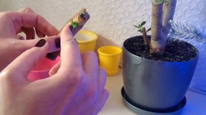 Тотальная обрезка денежного дерева. Часть3.