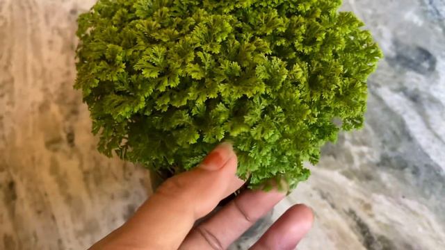 Know More About Selaginella Apoda Also Known As Meadow Spikemoss