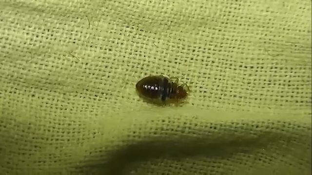 ИНСЕКТАРИЙ: 135. Постельный Клоп (Cimex lectularius) смотреть онлайн