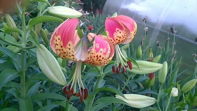 Лилия FUSION (ФЬЮЖН)