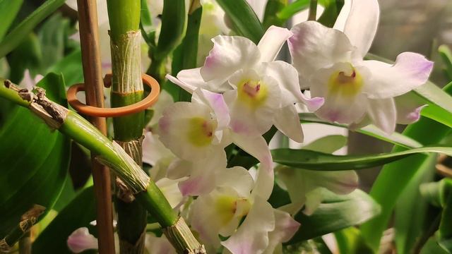 Dendrobium nobile hybrid смотреть онлайн