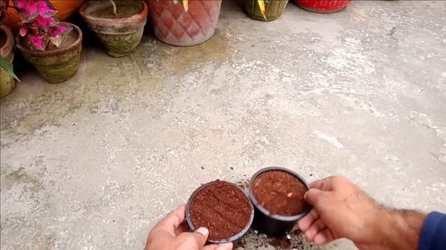 Haworthia Limifolia Variegated Propagation | Leaf Propagation Of Haworthia Limiffolia |