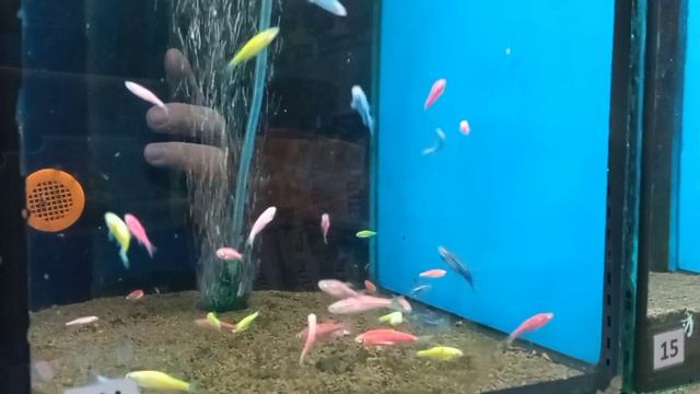 Очень большое поступление аквариумных рыбок. смотреть онлайн