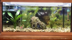 ДРАЦЕНА - КОМНАТНОЕ РАСТЕНИЕ ИЛИ АКВАРИУМНОЕ? СТОИТ ЛИ ПОКУПАТЬ АКВАРИУМИСТАМ? #1