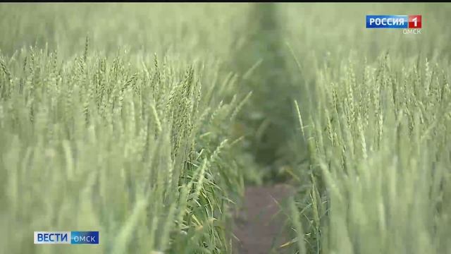 Омск сегодня стал центром лучших агротехнических практик смотреть онлайн