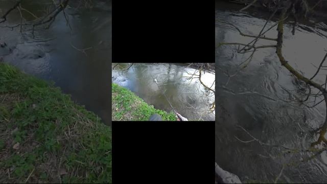 Ловля форели на воблеры 55 мм (6,2 гр) от Mr. Musurok #shorts