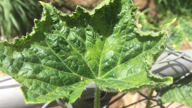 Диагностика болезней огурцов. Вирус огуречной мозаики. Почему желтеют листья на огурцах. смотреть онлайн