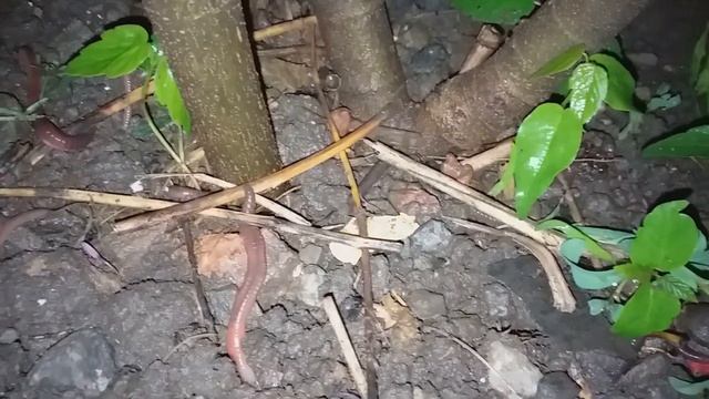 Кормление цыплят бесплатно - Черви выползки. смотреть онлайн